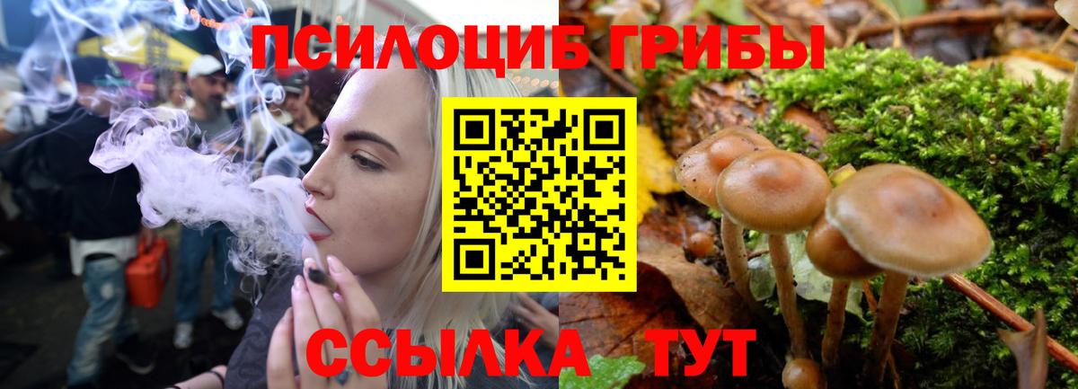 Галлюциногенные грибы Psilocybine cubensis Кубинка